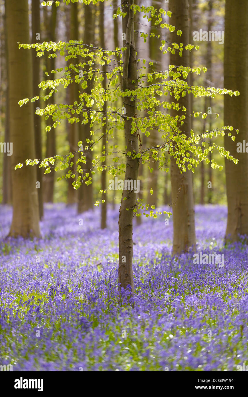 En primavera con un Blooming hallerbos campanillas, halle, provincia de Brabante, Bélgica Foto de stock
