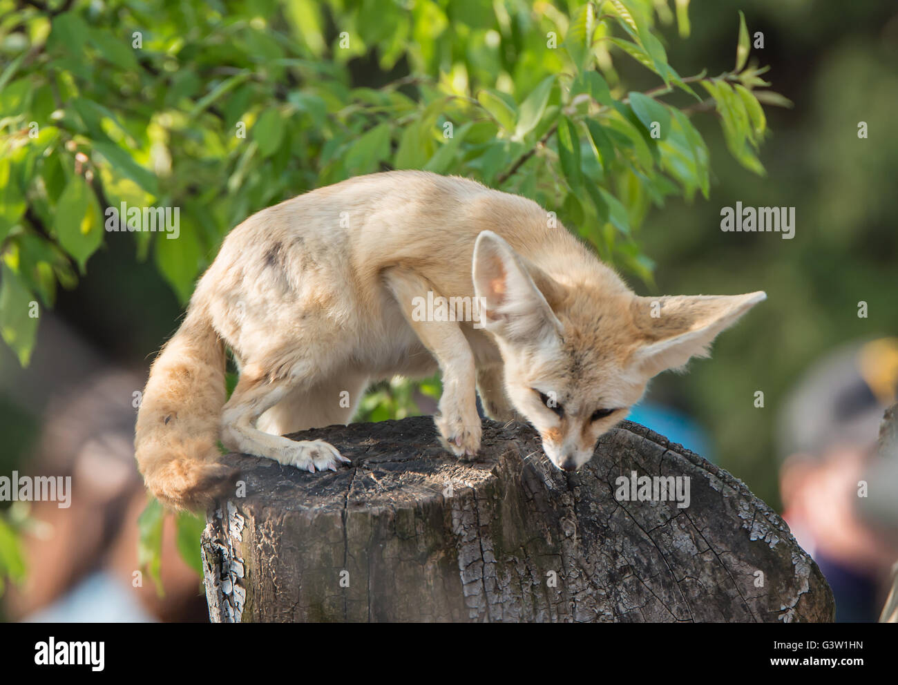 Blanco Fennec fox o zorro del desierto con big ear Foto de stock