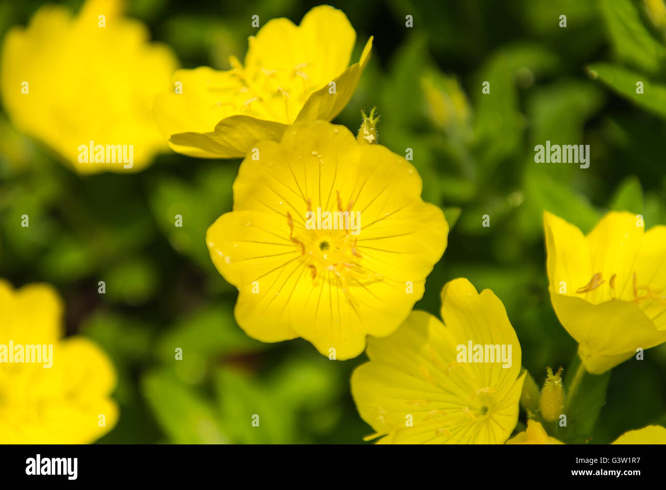 Oenothera odorata fotografías e imágenes de alta resolución - Alamy