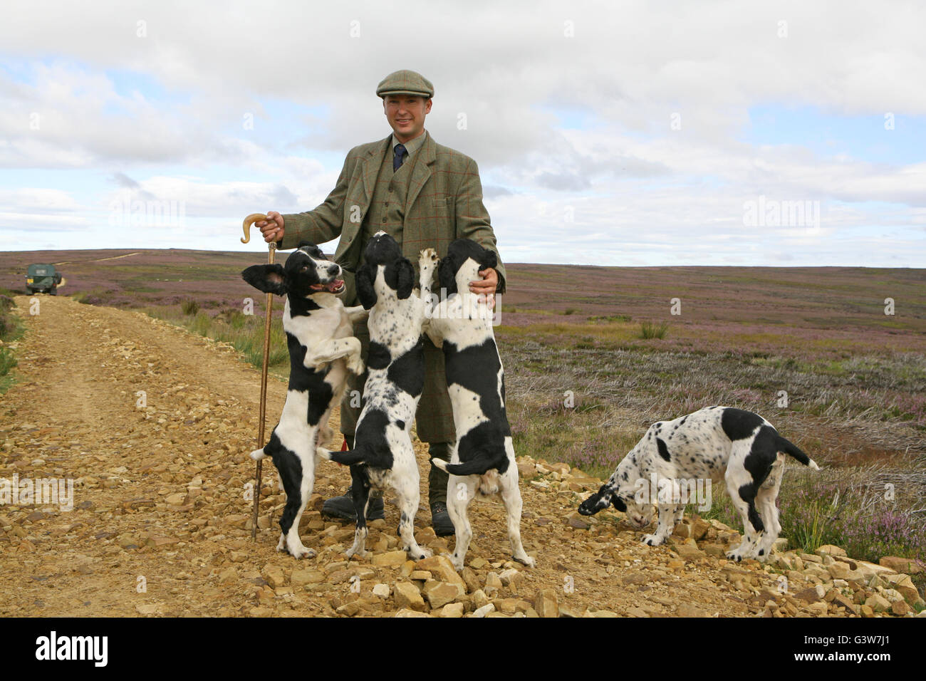 El urogallo. Jimmy Shuttlewood, jefe guardabosques de la finca Snilesworth con sus perros, caminatas en el North Yorkshire Moors. Foto de stock