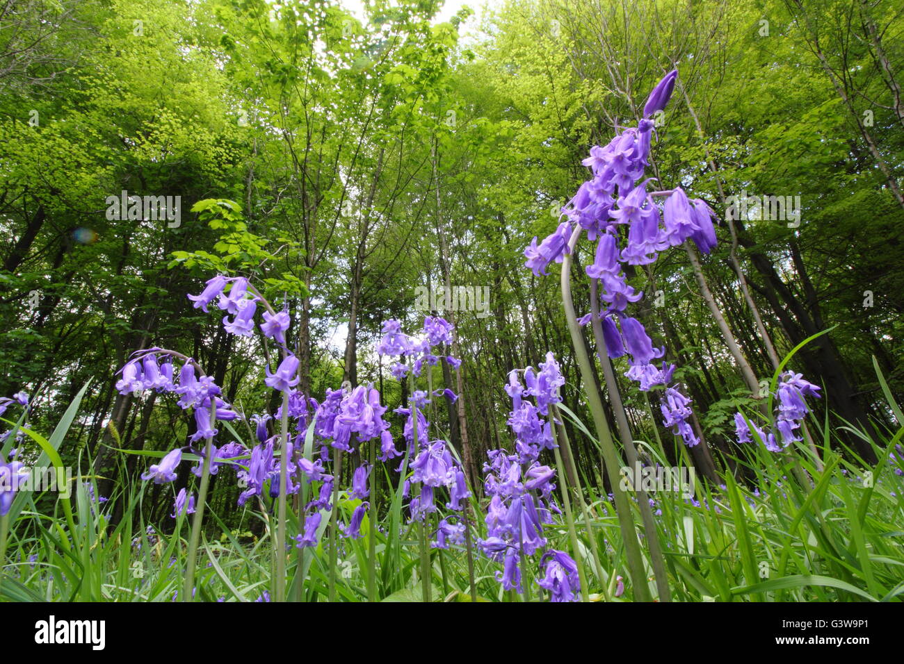 English campanillas (hyacinthoides non-scripta) en plena floración en un bosque glade en Derbyshire, Inglaterra Foto de stock