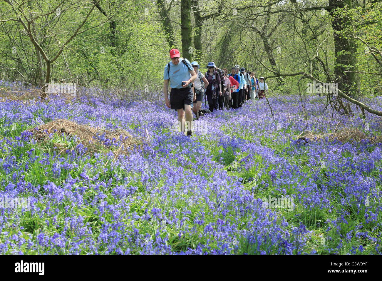 La gente camina a través de un Inglés bluebell de madera sobre el Hardwick Estate, Derbyshire como parte del festival de Senderismo de Chesterfield, REINO UNIDO Foto de stock
