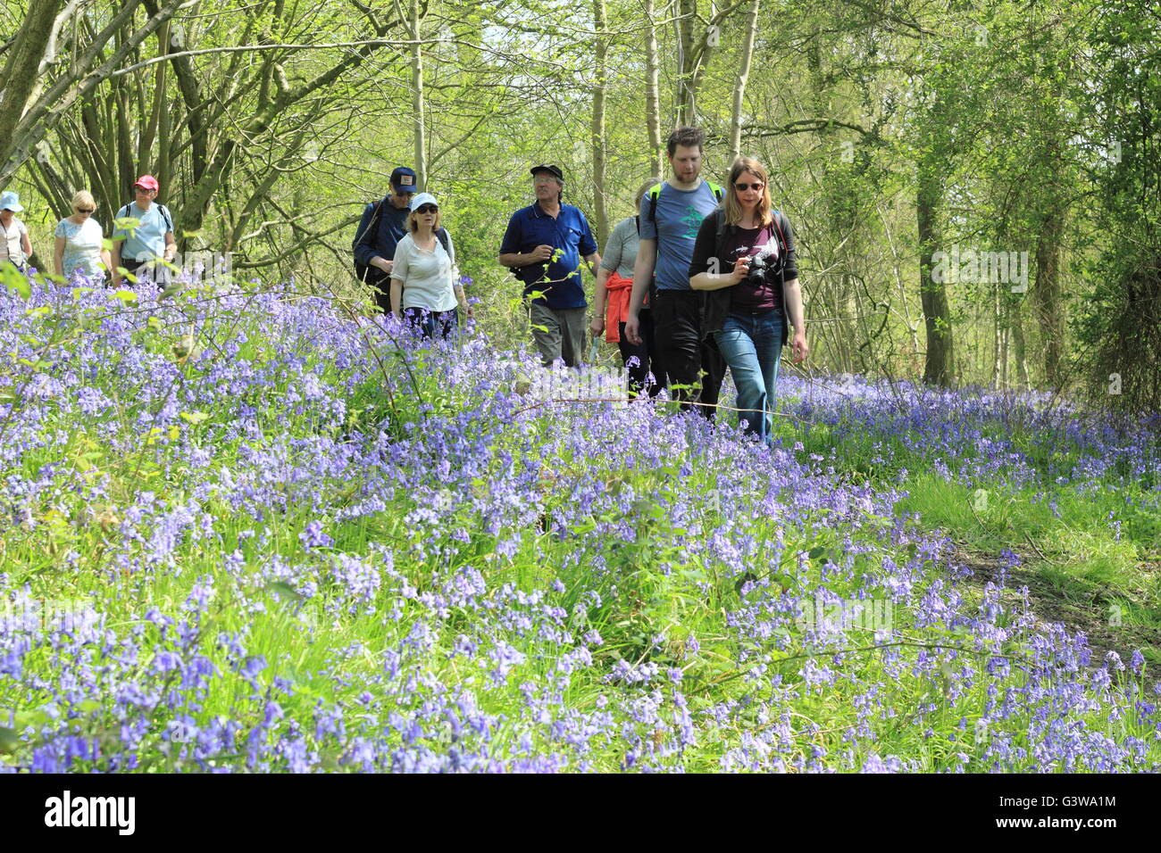 La gente en una caminata guiada a través de un Inglés bluebell wood en el National Trust's Hardwick Estate en Derbyshire, Inglaterra, Reino Unido. Foto de stock