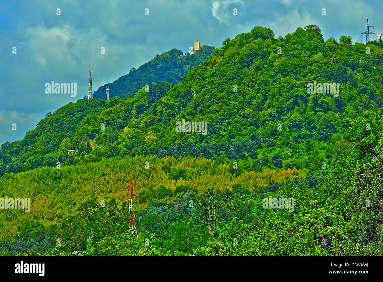 Panorama de la cresta de la montaña cubierta por densa vegetación cerca