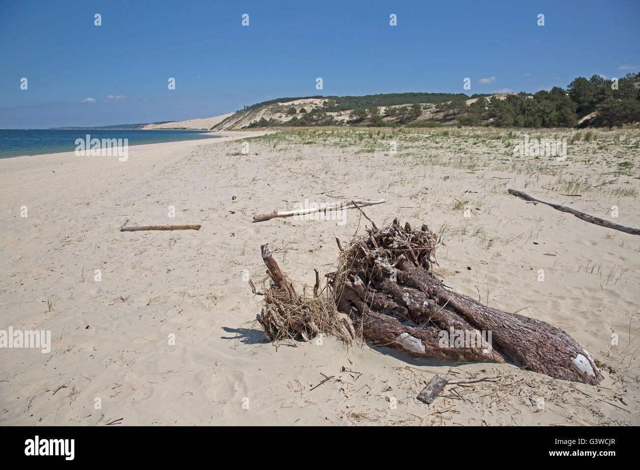 Restos de árboles muertos en la playa de arena con pinos enterrados por la gran duna de Pyla, en el sur de Francia de fondo Foto de stock