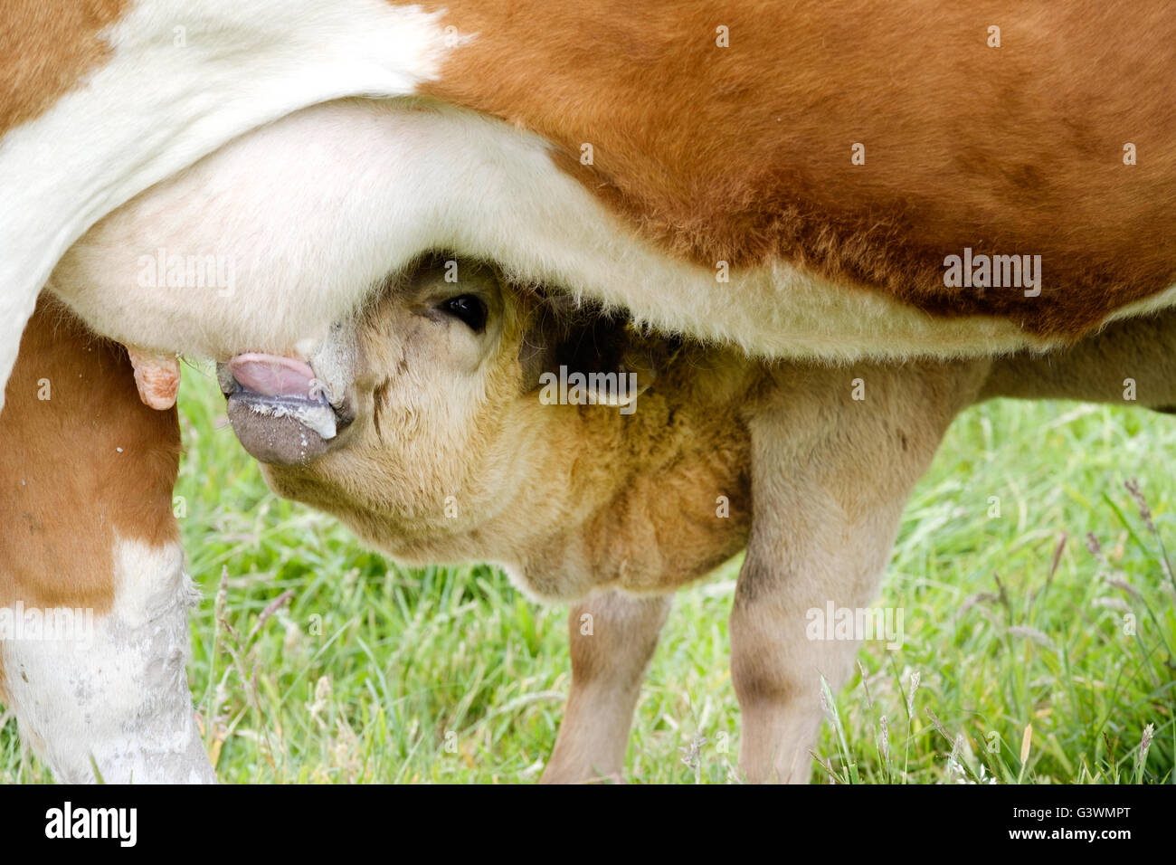 Una ternera joven bebiendo leche de madres de ubre. Foto de stock