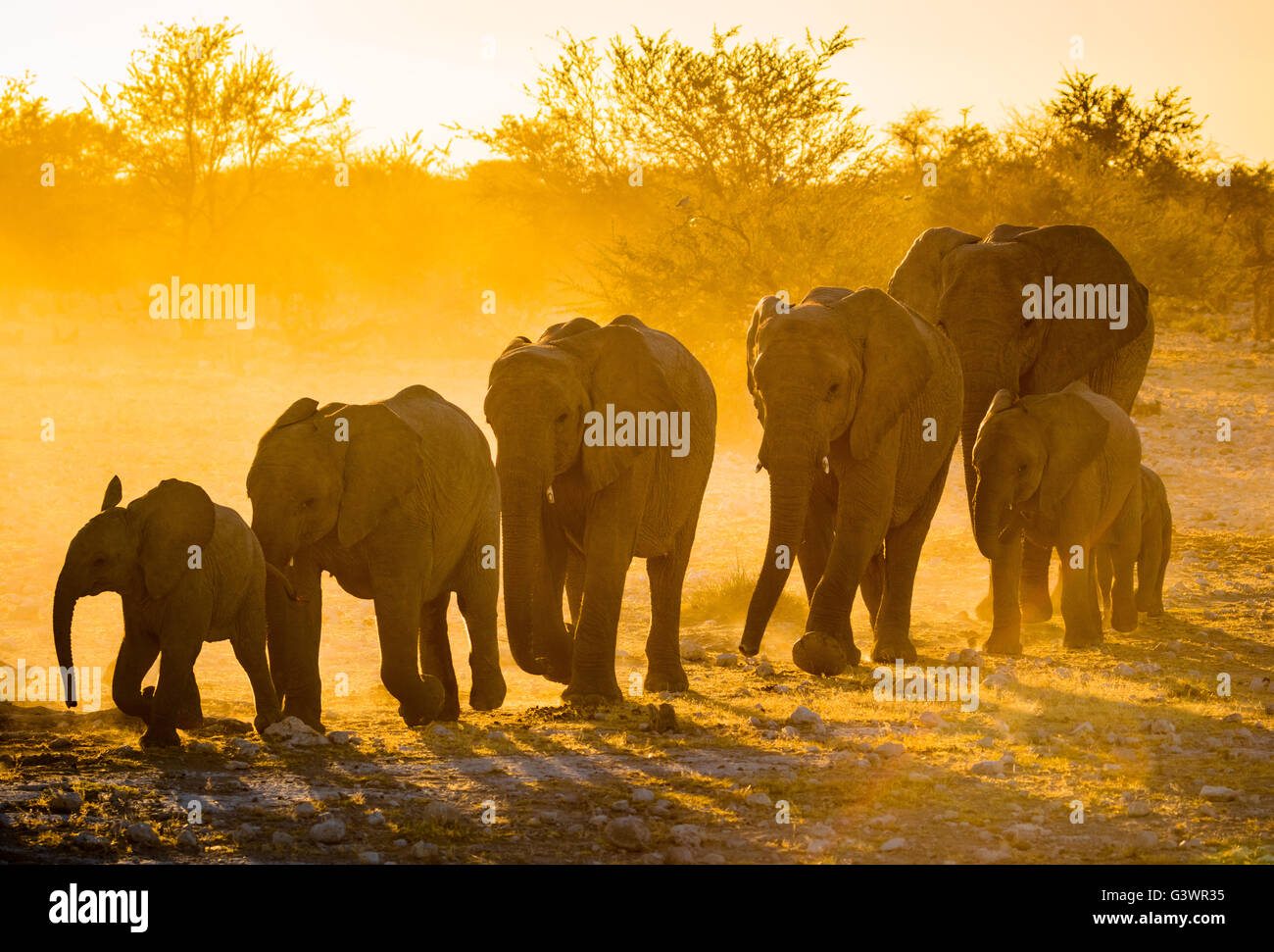 Los elefantes africanos en el Parque Nacional Etosha, en Namibia. Foto de stock