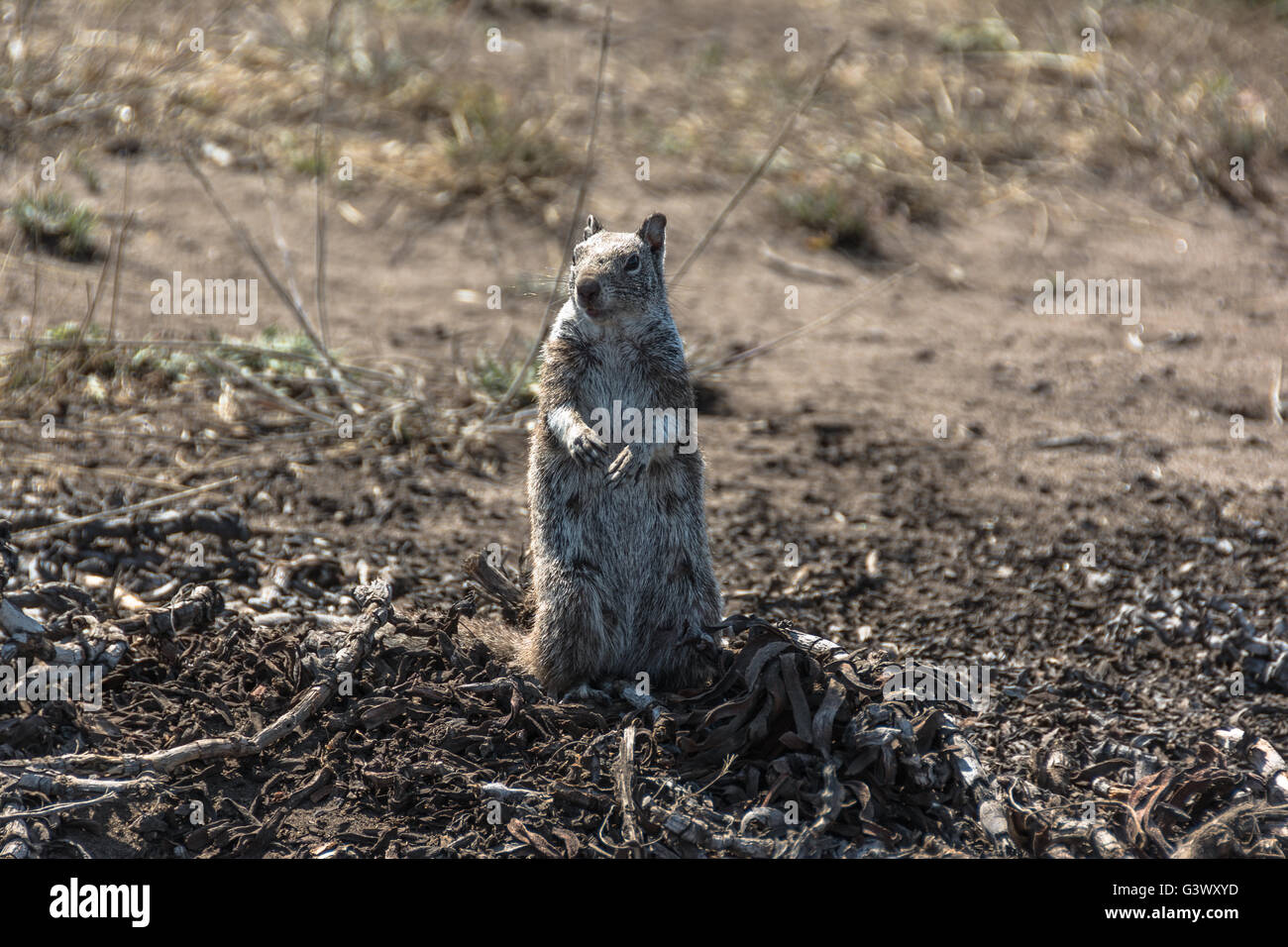 La ardilla en el suelo, Fort Bragg, Californiawild Foto de stock