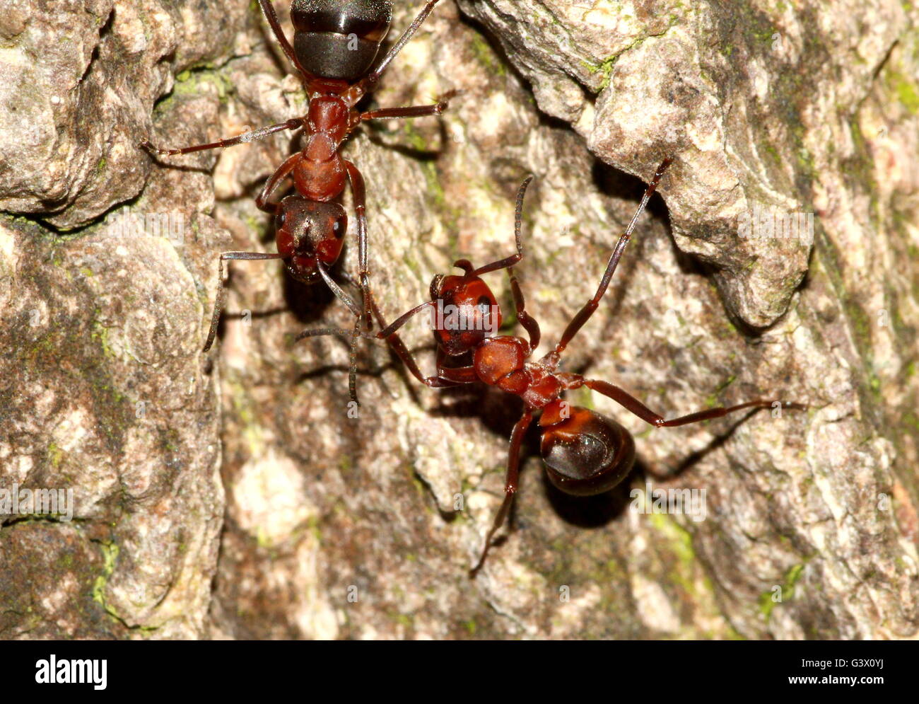 Primer plano de dos europeos hormigas de madera roja (Formica polyctena o Formica rufa) sobre un árbol Foto de stock