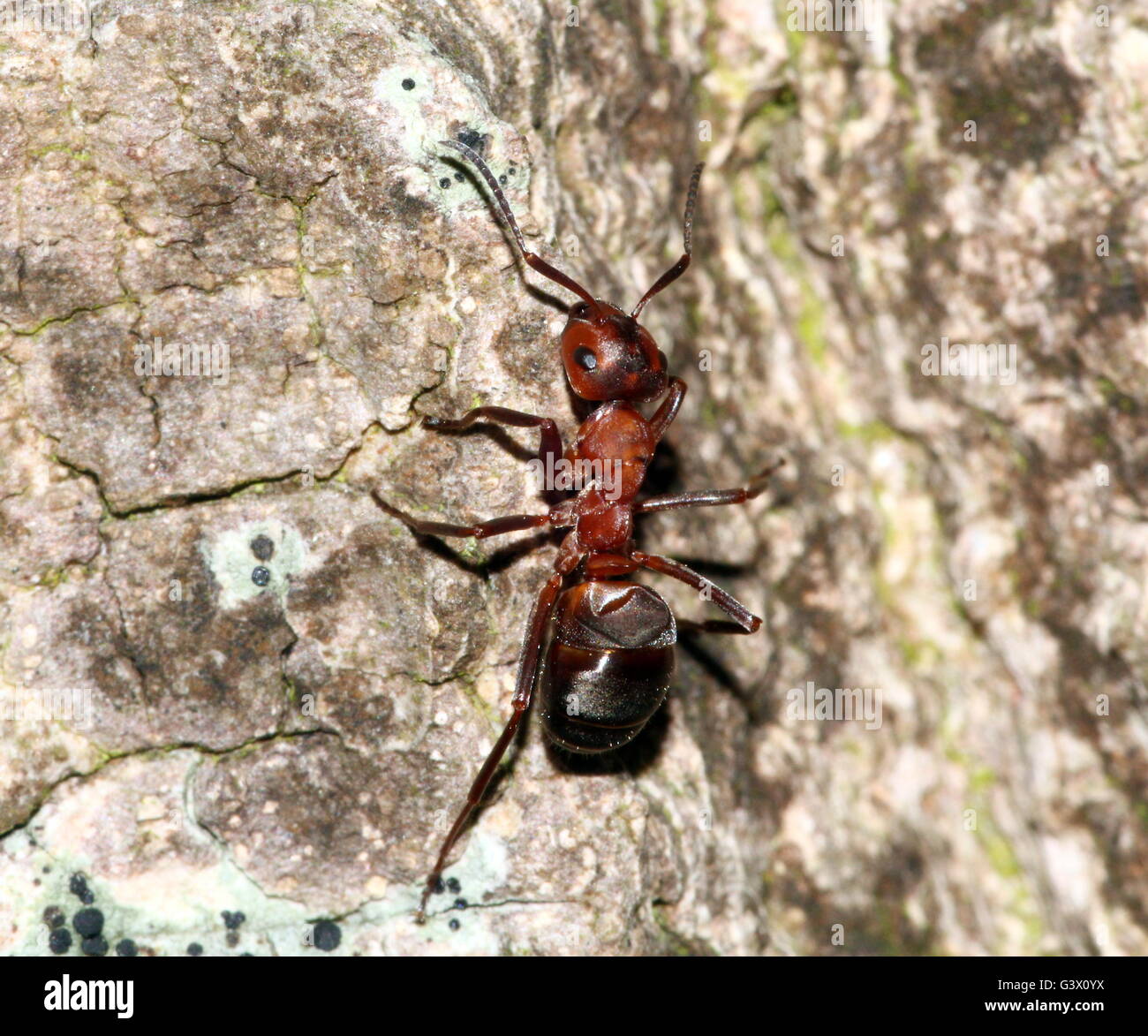Primer plano de una hormiga de madera roja europea (Formica polyctena o Formica rufa) sobre un árbol Foto de stock
