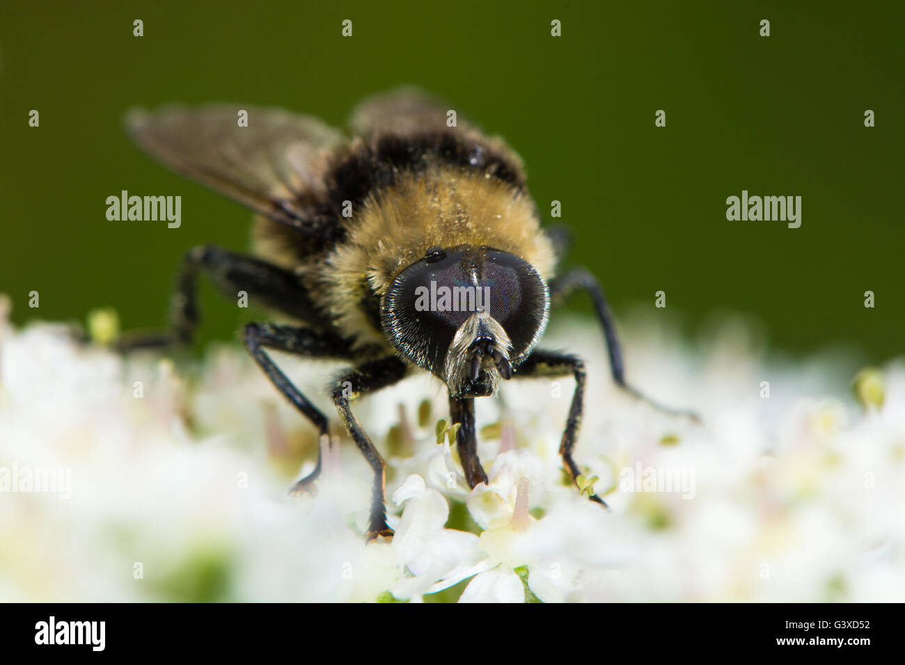 Excelente bumblebee imitar en la familia Syrphidae, sobre hogweed nectaring Foto de stock