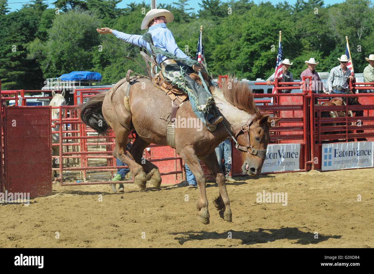 Un rodeo Vaquero montando A TIRONES Bronco Foto de stock