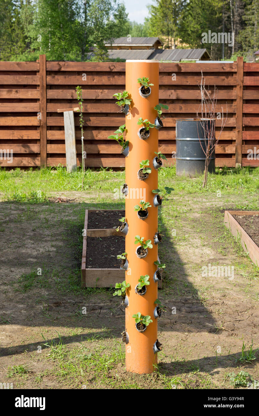 Torre de fresas hecha de tubo de PVC naranja Fotografía de stock - Alamy