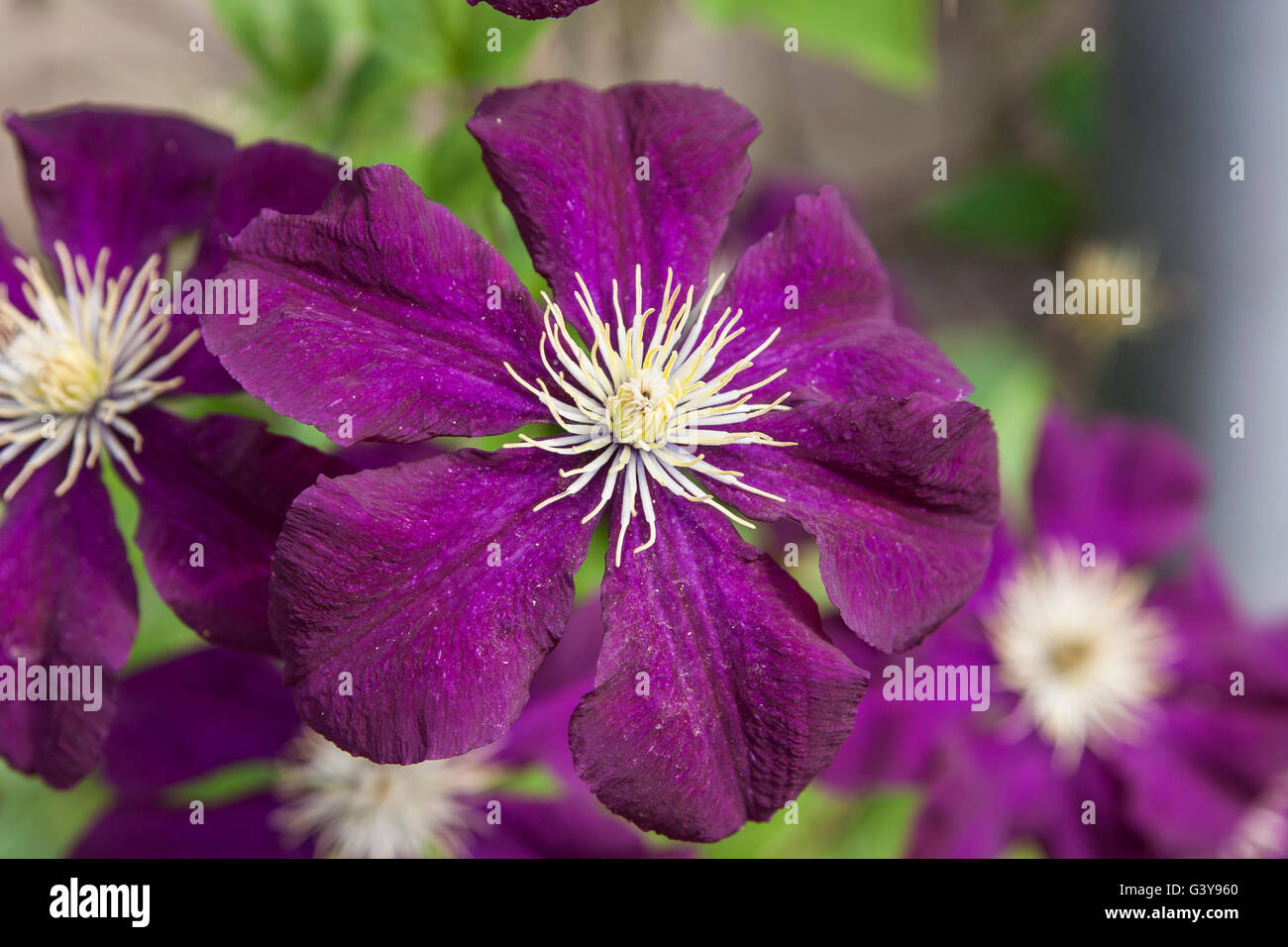 Clematis Ranuncolaceae. Primer plano de púrpura clematis Foto de stock