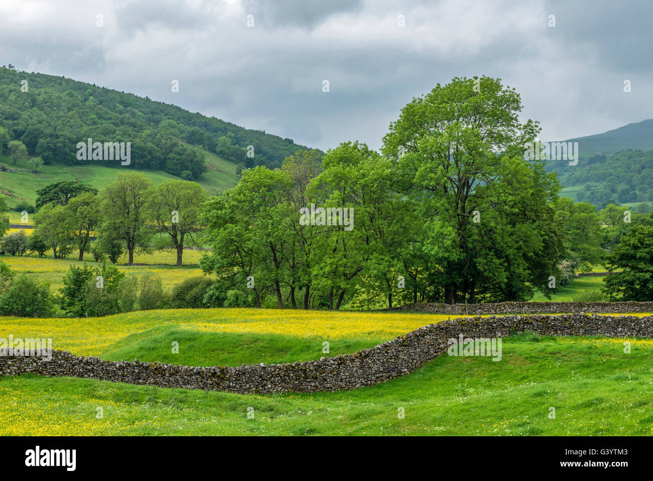 Meadows en Buckden en Wharfedale Yorkshire Dales en el verano, lleno de ranúnculos Foto de stock
