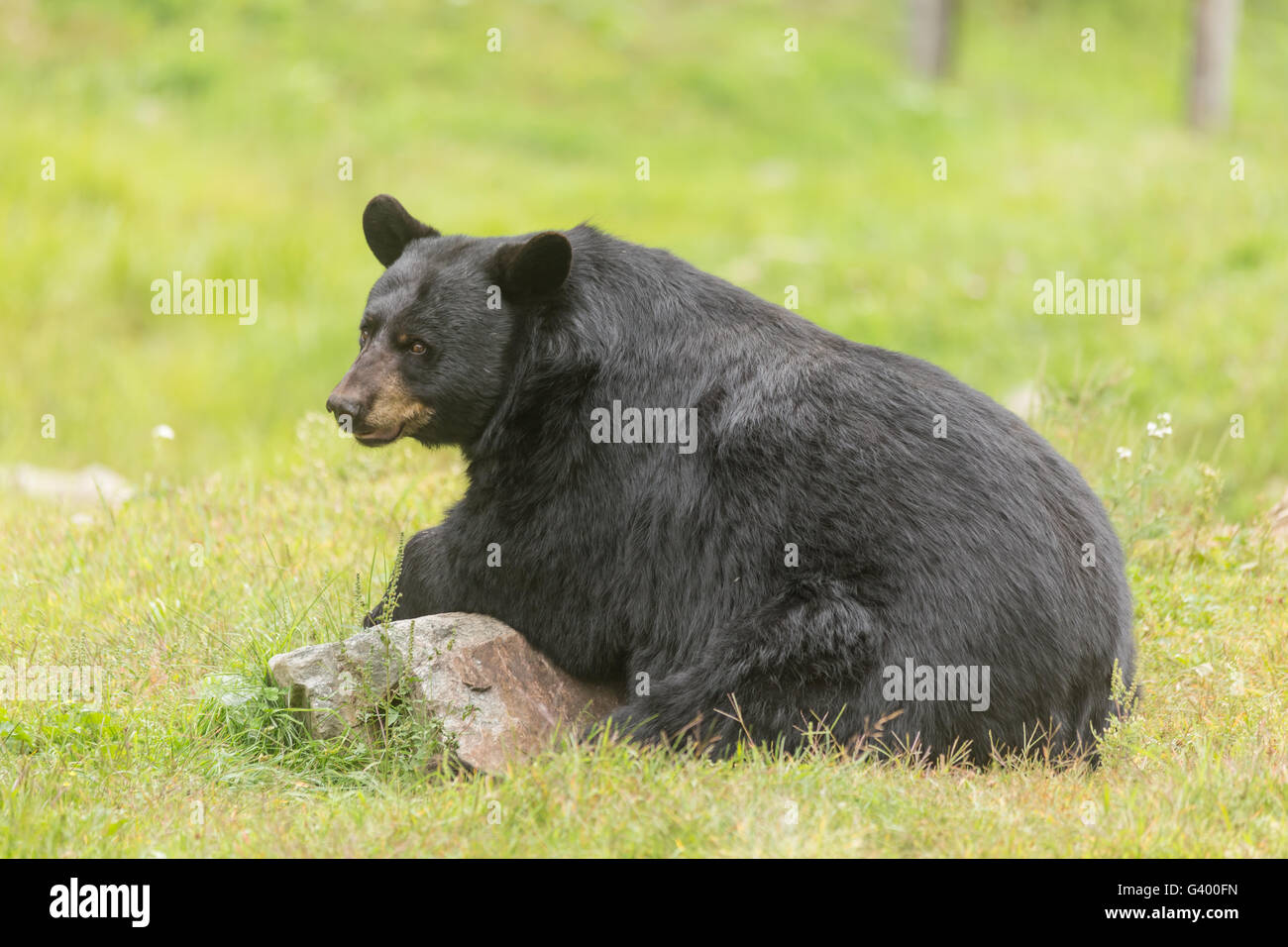 Gran oso negro en el verano Foto de stock