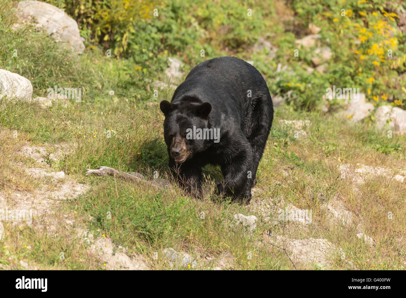Gran oso negro en el verano Foto de stock