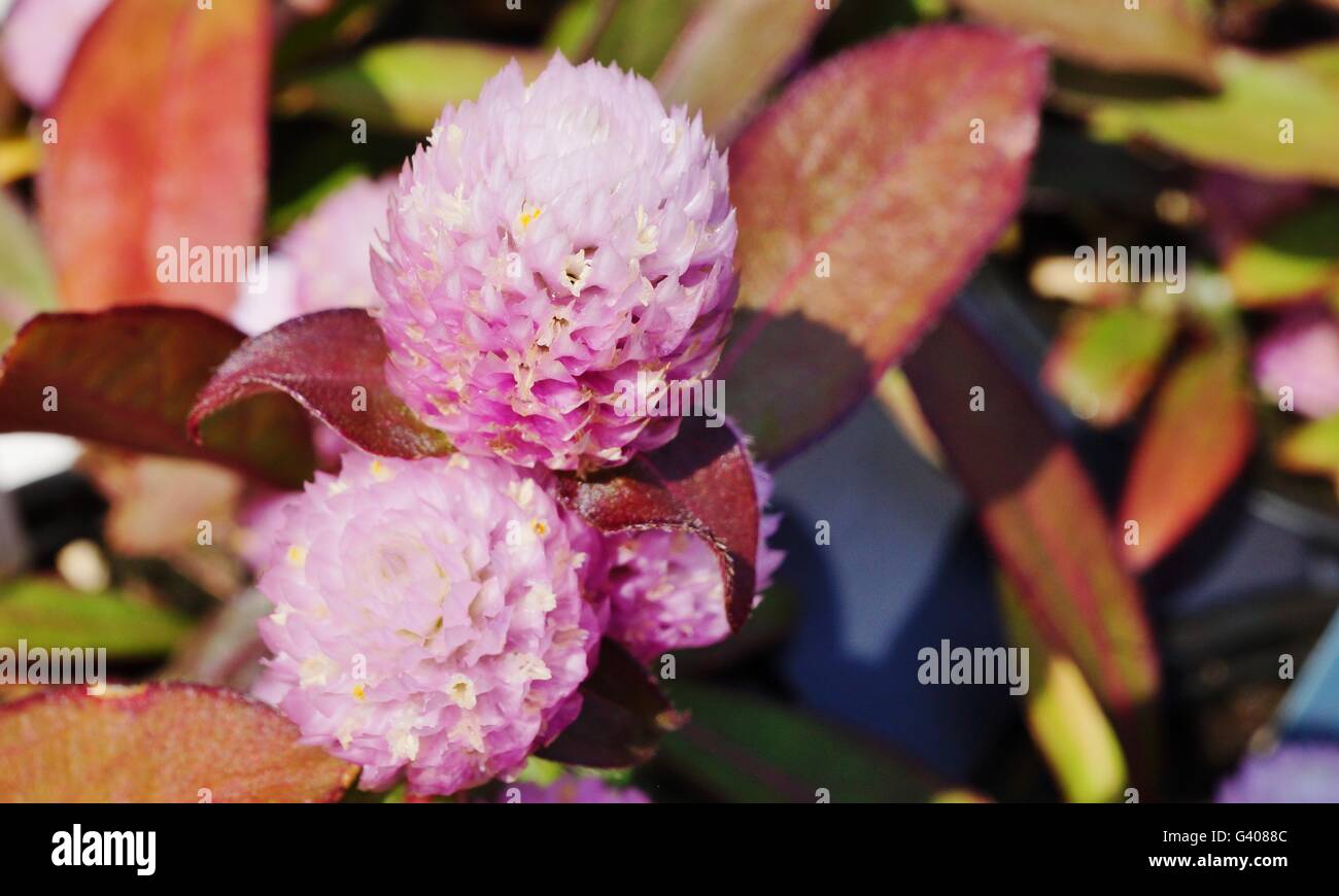 Gomphrena Globosa globo rosa Flores de amaranto Foto de stock