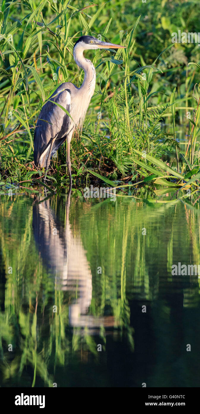 Ave nacional del peru fotografías e imágenes de alta resolución Alamy Ave nacional del peru fotografías e imágenes de alta resolución Alamy