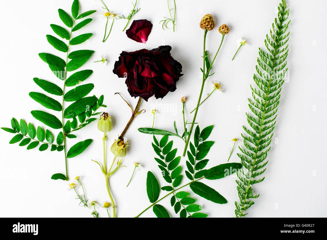 Herbario aplique con campo de flores silvestres y plantas sobre fondo  blanco Fotografía de stock - Alamy