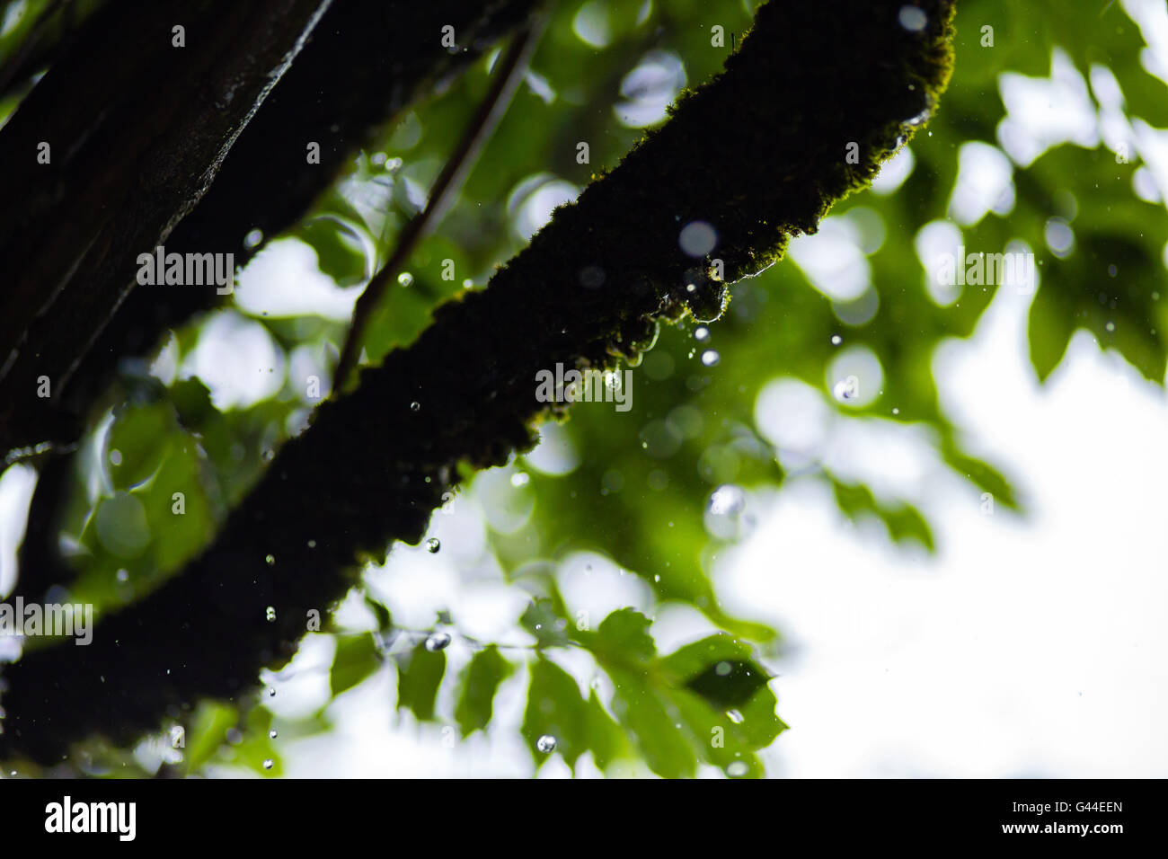 Las gotas de lluvia con fondo natural Foto de stock