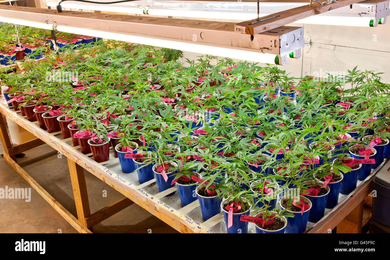 Jóvenes de plantas de marihuana que crece en recipientes con iluminación artificial. Foto de stock