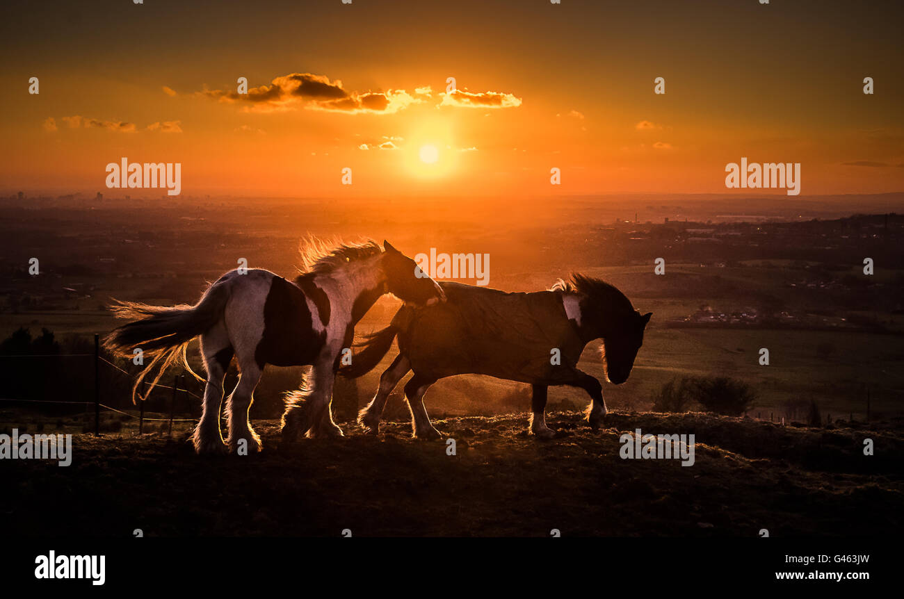 Retroiluminación de caballos por el sol, desde la colina, Tameside hartshead Pike, con el Manchester en la distancia. Foto de stock