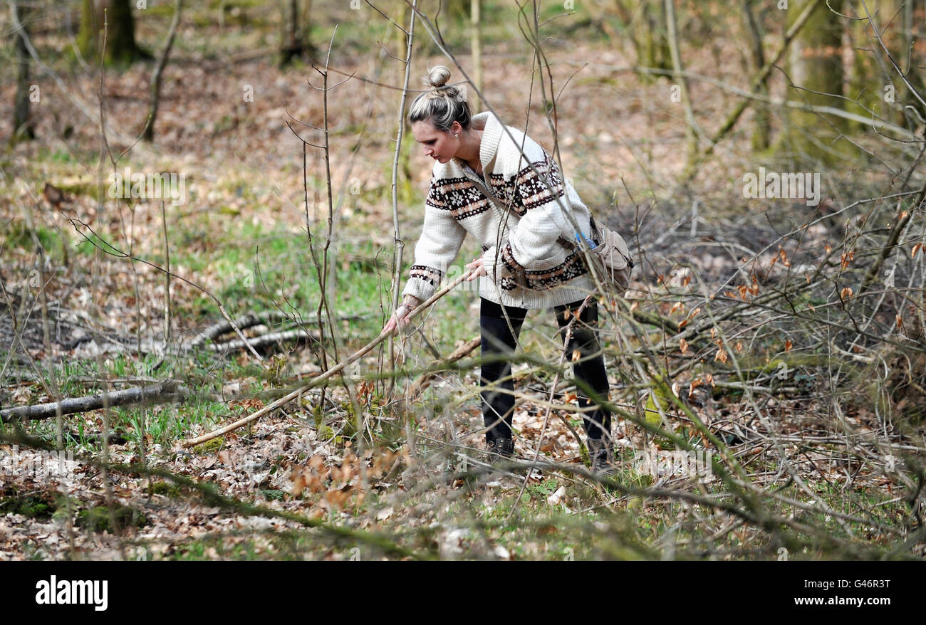 Un miembro del público en el bosque de Savernake cerca de Marlborough, Wiltshire, busca a Sian o'Callaghan, que ha estado desaparecido desde que dejó un club nocturno de Swindon a las 2.50 de la mañana del sábado. Foto de stock