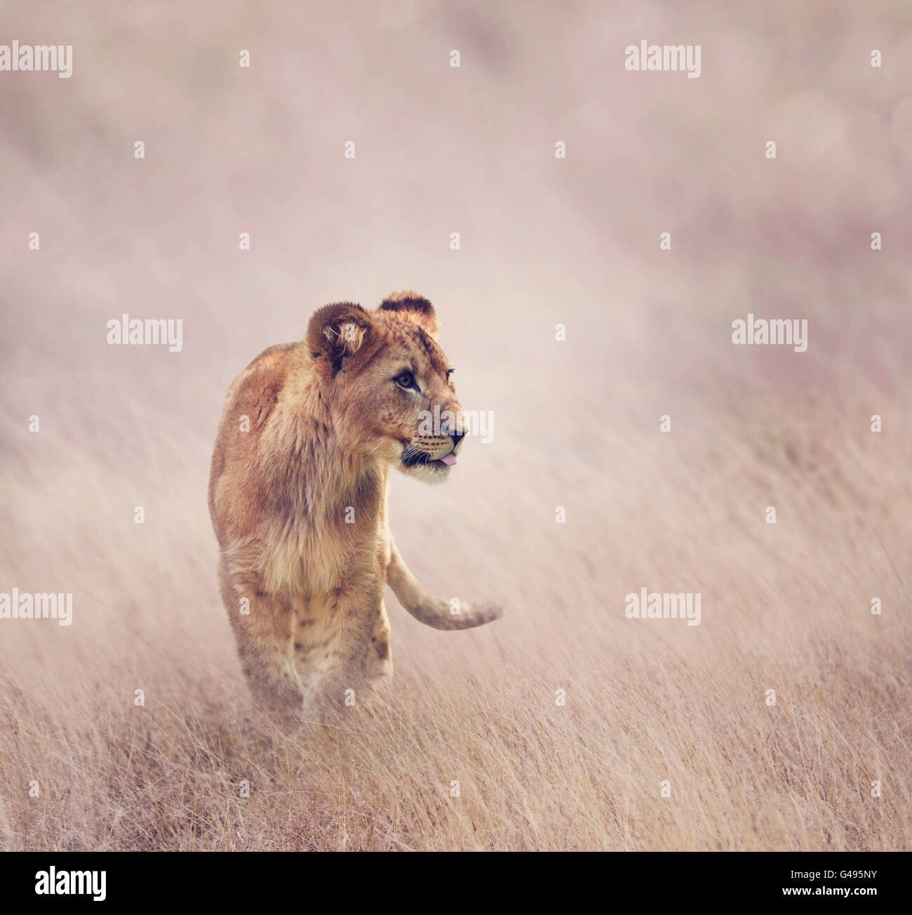 Cachorro de león caminando sobre hierba Foto de stock