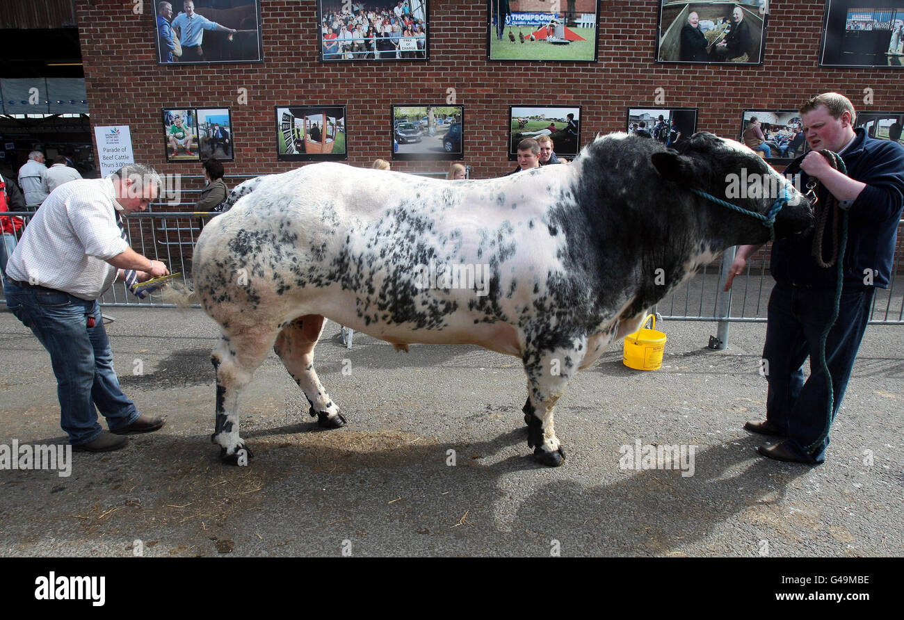 Los expositores preparan un toro en el espectáculo anual de la Royal Ulster Agricultural Society en Balmoral, al sur de Belfast. Foto de stock