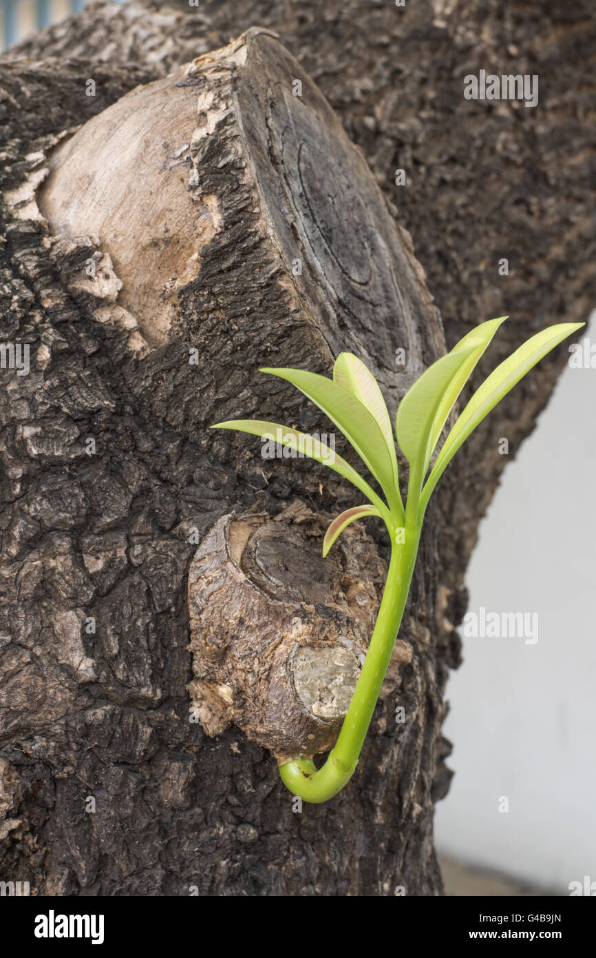 El nuevo crecimiento de un árbol viejo y brotando hojas en un tronco Foto de stock