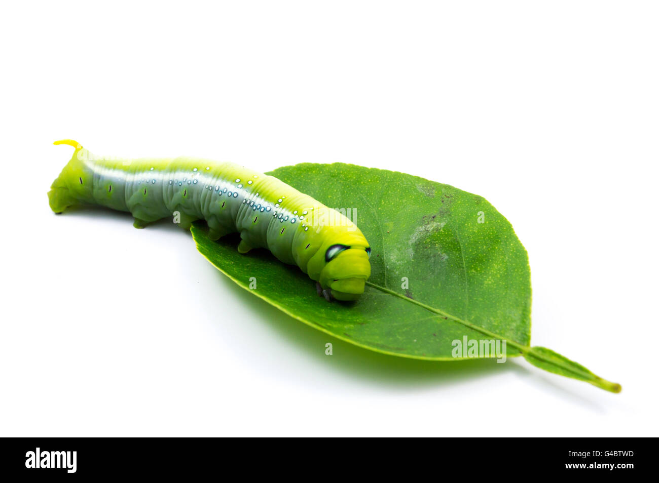 Las orugas verdes o gusano verde aislado sobre fondo blanco Fotografía de  stock - Alamy