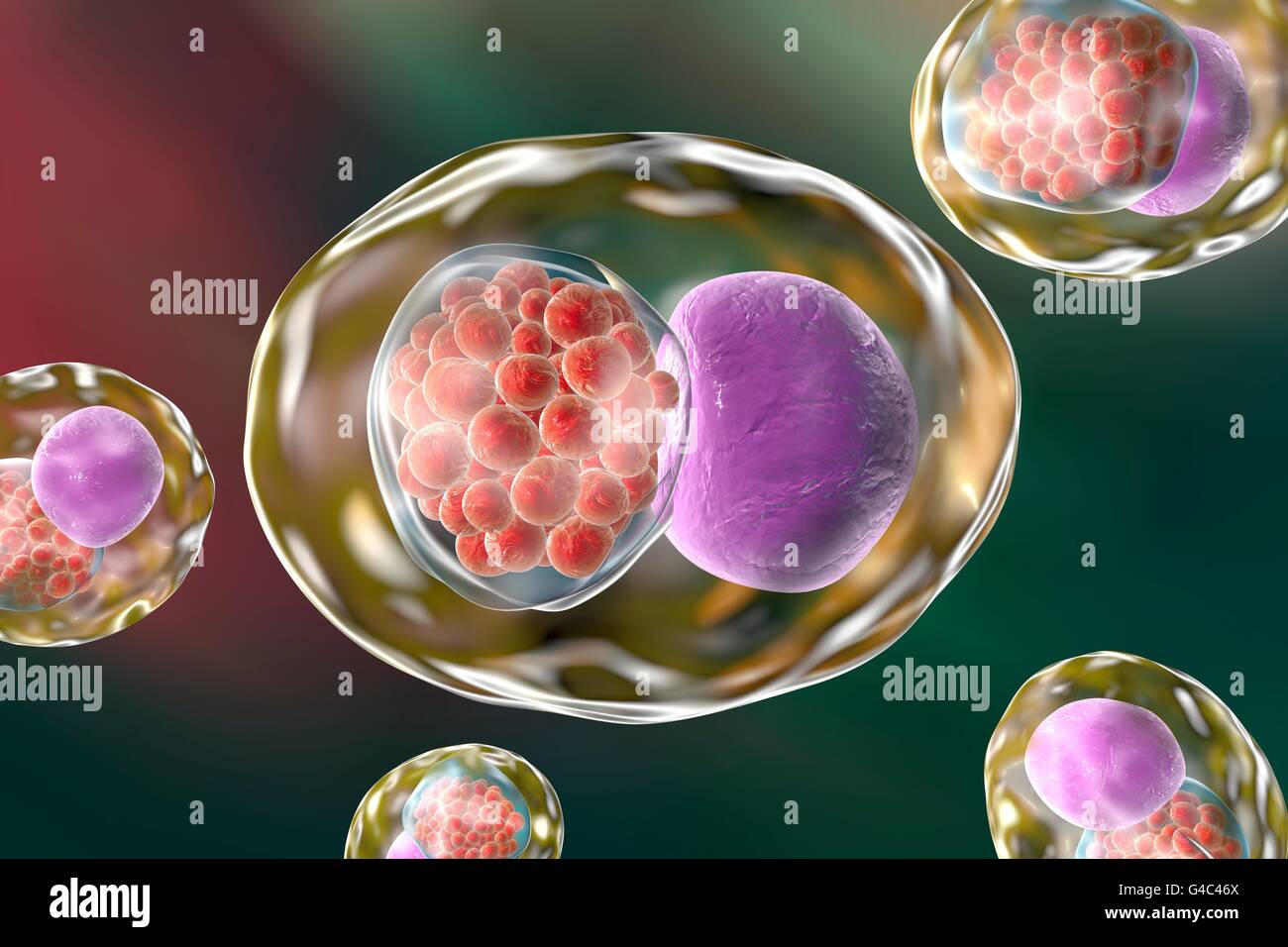 Chlamydia bacteria fotografías e imágenes de alta resolución - Alamy