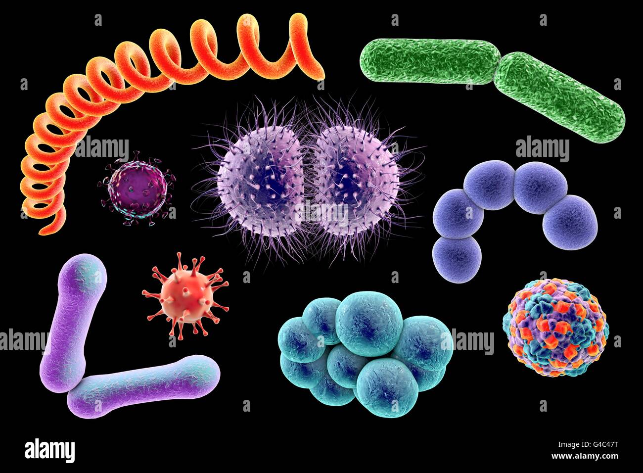 Los microbios. Ilustración de un equipo mezcla microbiana que contiene  bacterias y virus de diferentes tipos Fotografía de stock - Alamy