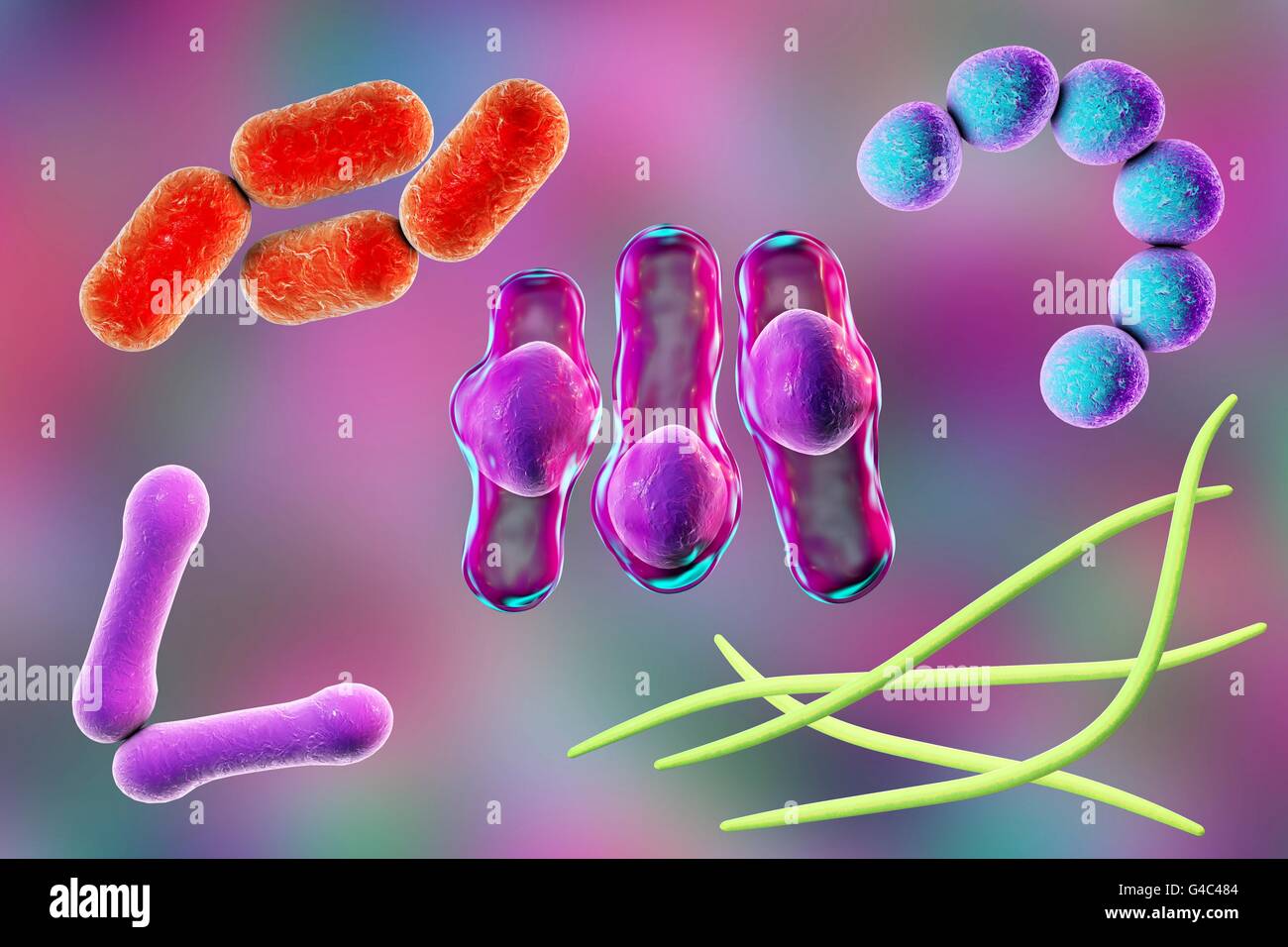 Las Bacterias Ilustración Del Equipo De Bacterias De Diferentes Formas