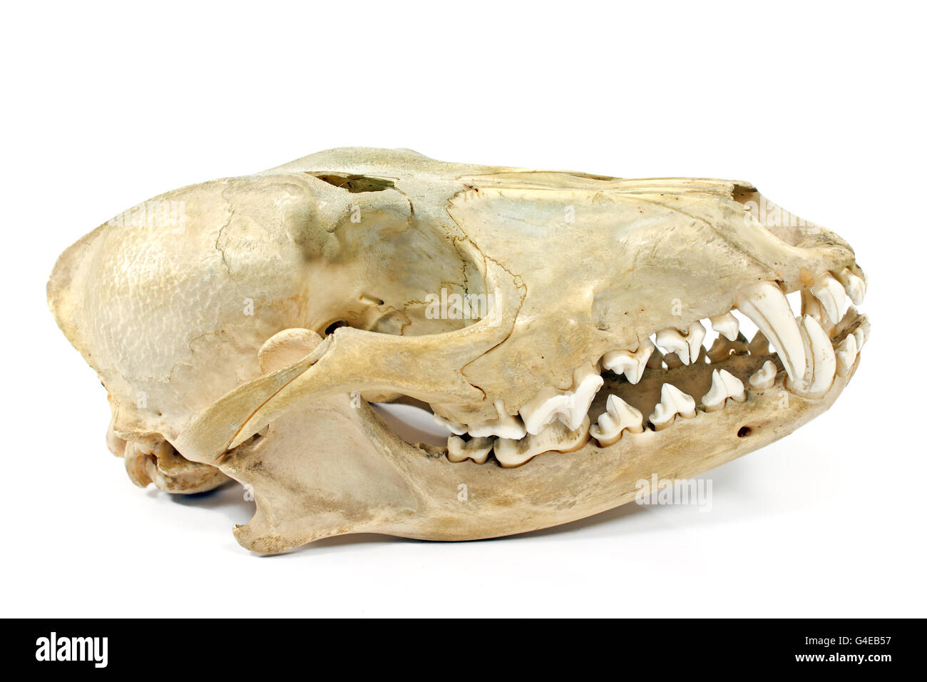 Cráneo de perro aislado en blanco Fotografía de stock - Alamy