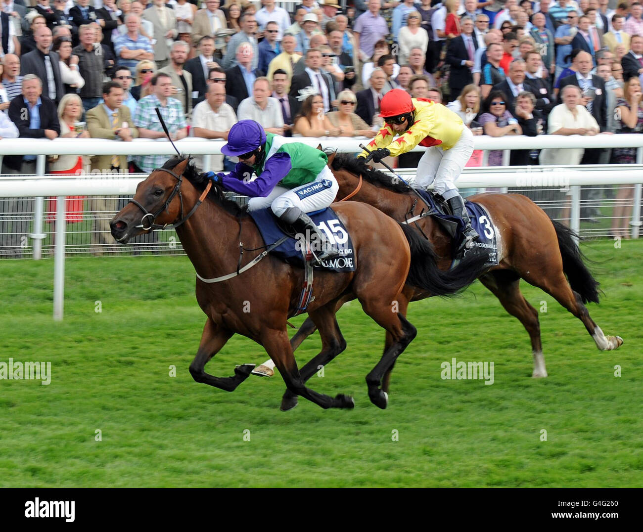 Carreras de Caballos - Ebor Festival 2011 - Coolmore Nunthorpe - York Racecourse Foto de stock