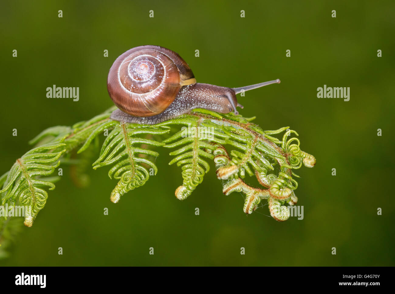 Chorlitejo Caracol (Monacha cantiana) arrastrándose sobre bracken fronda (Pteridium aquilinum) Foto de stock