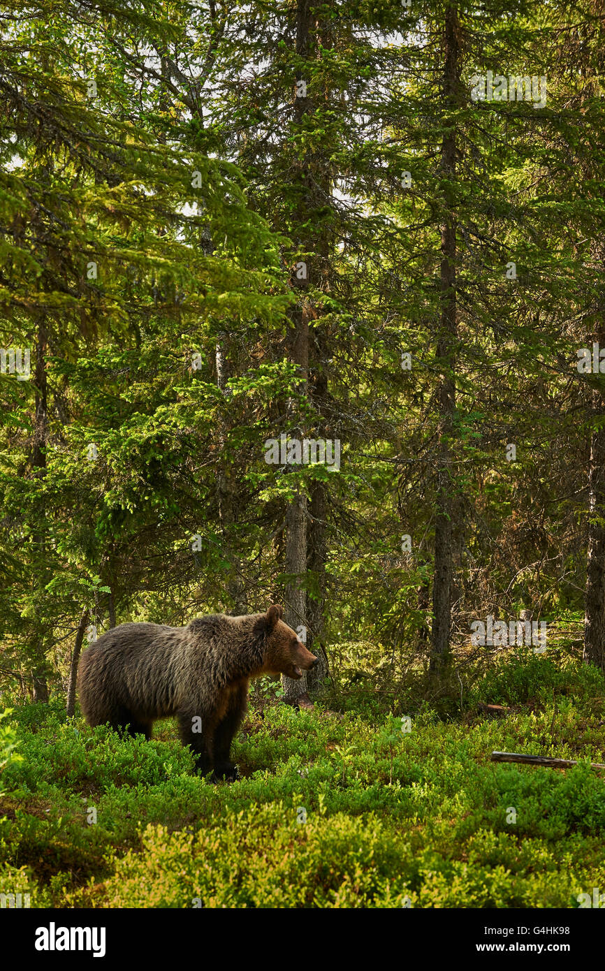 Wild Brown Bear paseos en el verde de la taiga finlandesa Foto de stock