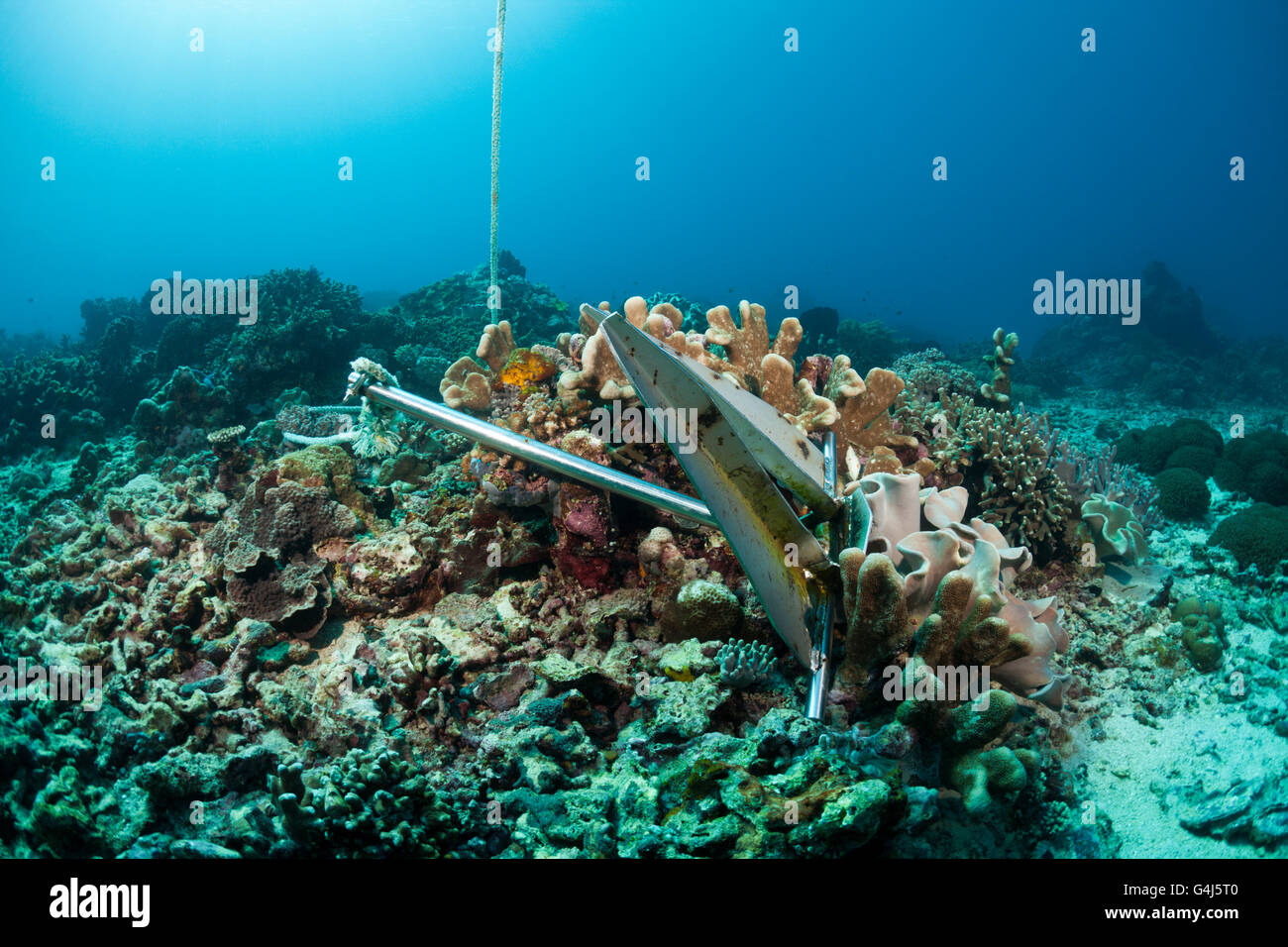 El ancla en los Arrecifes de Coral, Indo Pacífico, Indonesia Foto de stock