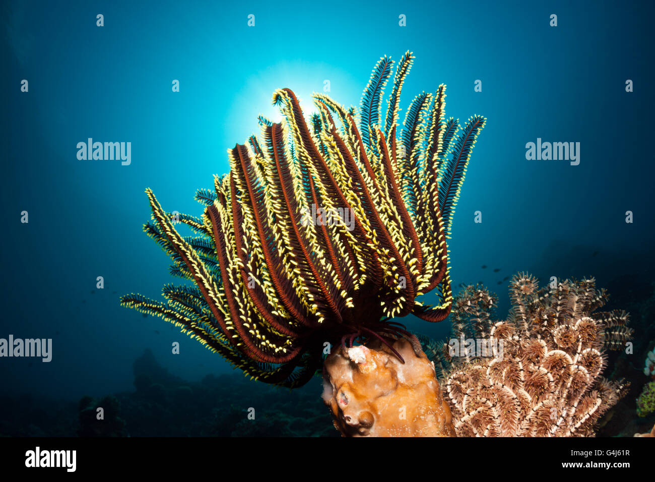Crinoid en arrecifes de coral, Oxycomanthus bennetti, Ambon, en las Molucas, Indonesia Foto de stock