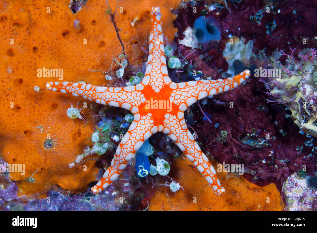 Malla roja, Starfish Fromia monilis, Ambon, en las Molucas, Indonesia Foto de stock