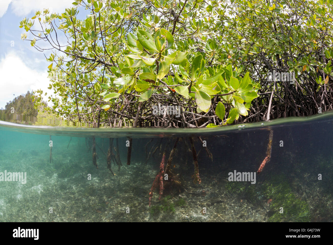 Los manglares, Raja Ampat, Papua Occidental, Indonesia Foto de stock