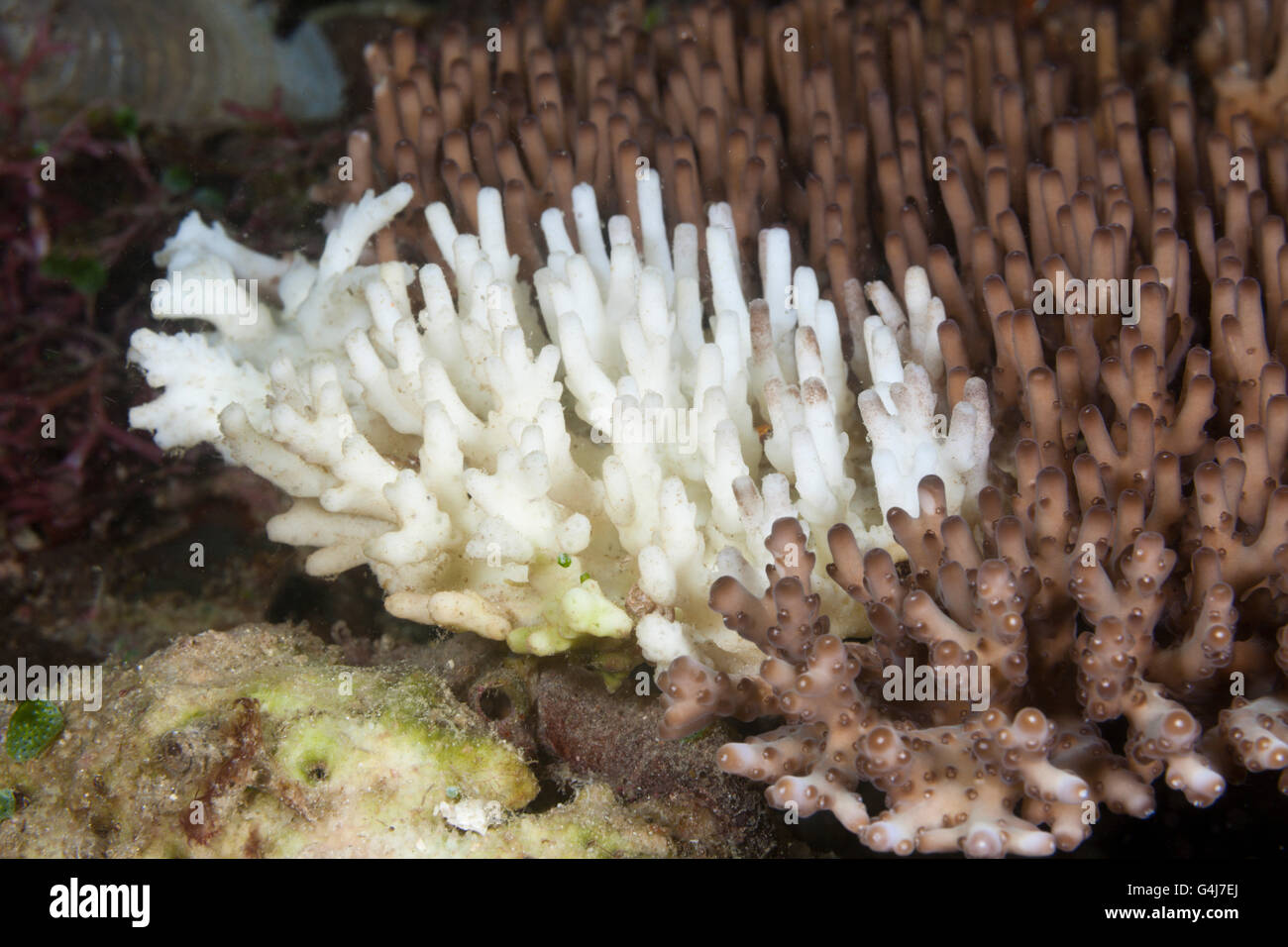 El blanquimiento de los corales, Acropora, Raja Ampat, Papua Occidental, Indonesia Foto de stock