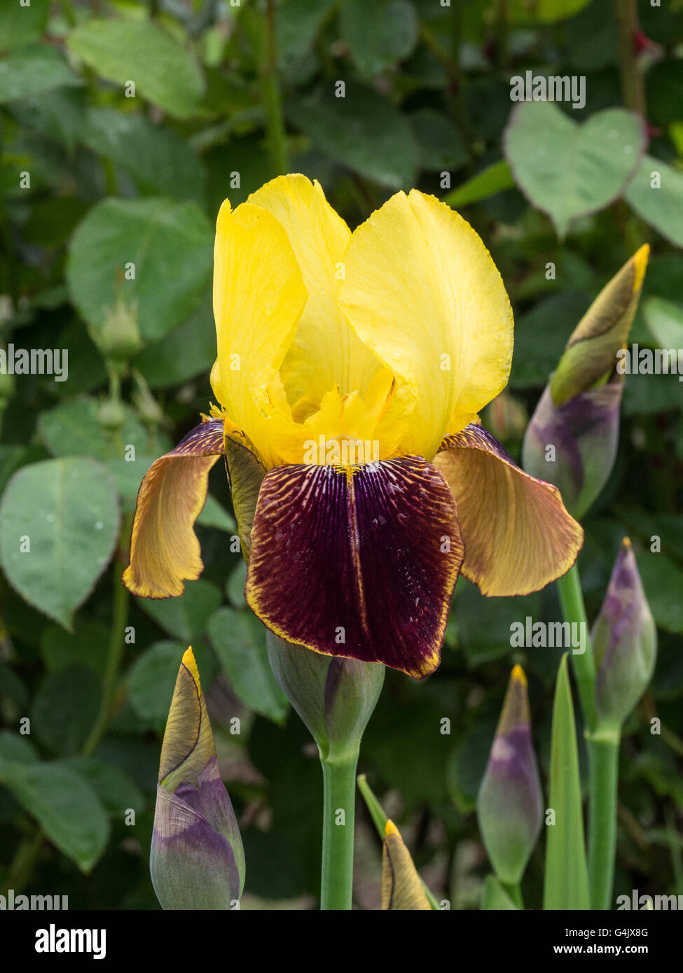 Iris barbado 'Rajá' Flor Foto de stock