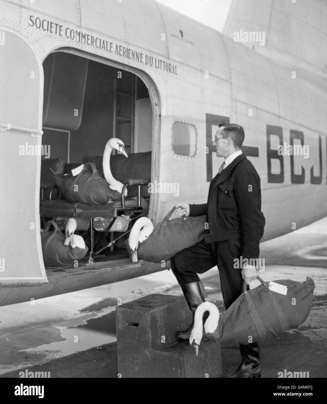 Piernas de cisnes fotografías e imágenes de alta resolución Alamy