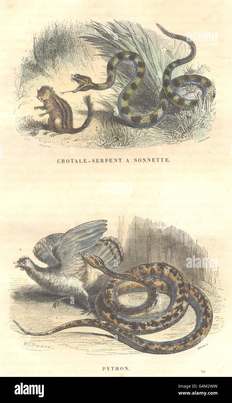Las serpientes: Los Reptiles: Serpiente cascabel Serpiente-bell; Python, grabado antiguo 1873 Foto de stock