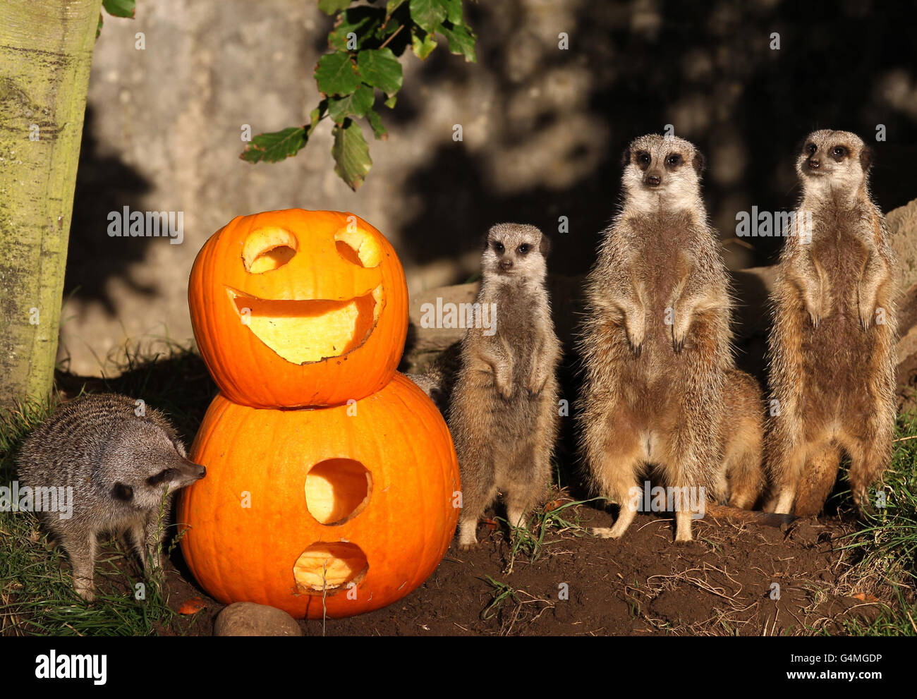 Los meerkats comen de una calabaza de Halloween en el Blair Drummond Safari Park Fotografía de stock - Alamy Los meerkats comen de una calabaza de Halloween en el Blair Drummond Safari Park Fotografía de stock - Alamy
