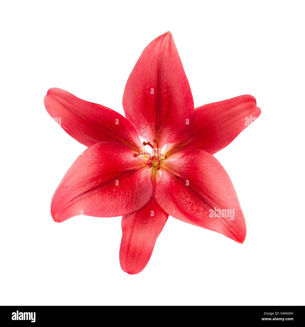 Flor de lirio rojo Imágenes recortadas de stock - Alamy