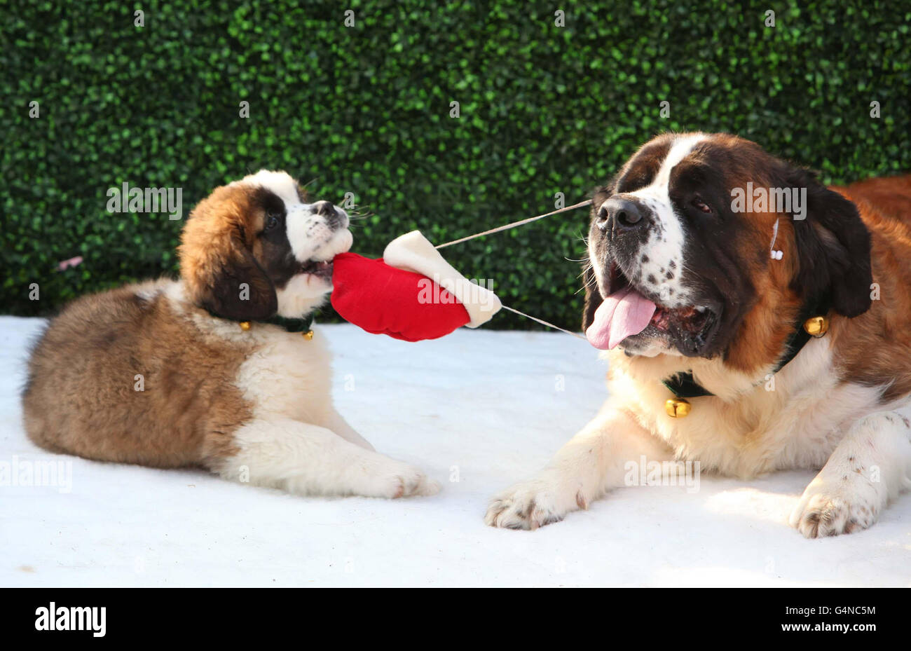 Un perro de San Bernardo llamado Beethoven, y una camada de cachorros traen  un poco de alegría de Navidad a Covent Garden de Londres para promover la  aventura de Navidad de Beethoven,